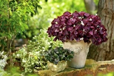 25- OXALIS PURPLE SHAMROCK BULBS - Love Plant,  Good Luck Plant  - Image 1 of 4
