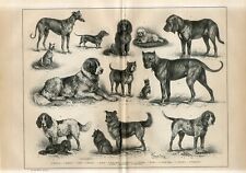 1887 DOGS DOG BREEDS Antique Engraving Print Pierers F.Specht