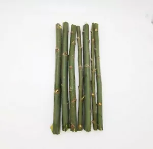 69 Hybrid Willow Austree PRIVACY Salix tree cutting Fast w instructions start - Picture 1 of 3