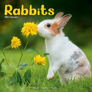 RABBITS - 2026 WALL CALENDAR - BRAND NEW - 07473 - Picture 1 of 3