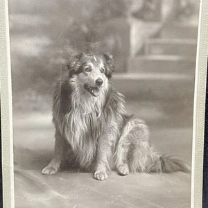 CABINET - is she a Collie or a Sheltie? We’re not sure but either way, this is a - Picture 1 of 3