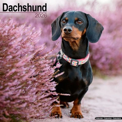MARBLE CITY PRESS Dachshund Calendar 2026 | 12x24" 16 Months | Dog Breed Gift Wall | Avonside