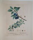Prunus Spinosa. Prunier epineux. Prunier de Saint - Julien.  Original Kupferstic