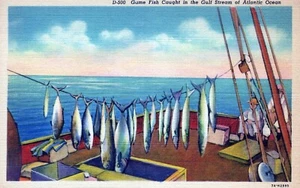 Game Fish Caught in the Gulf Stream of Atlantic Ocean Postcard - Imagen 1 de 2