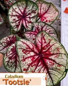 AUTHENTISCHE Caladium Tootsie 1 Glühbirnen - Bild 1 von 6