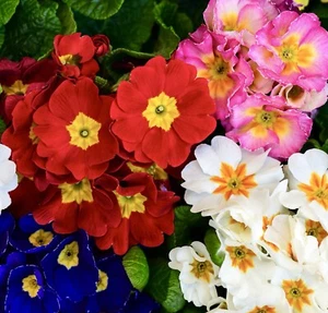 Giant Polyanthus Flowering Mix Colossea Perennial Border - 100x Seeds - Flower - Picture 1 of 1
