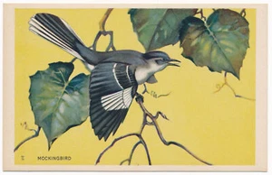 Spottdrossel - National Wildlife Federation Postkarte 1939 - Bild 1 von 2