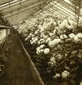 Germany Baden Baden Chrysanthemum Greenhouse Gustav Salzer Stereoview Photo 1899 - Imagen 1 de 4