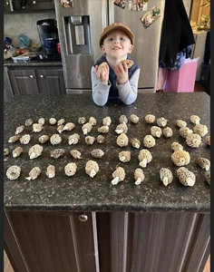 dried morel mushrooms Half Ounce - Picture 1 of 5