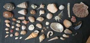 lot de plus de 50 coquillages du monde - Photo 1/7