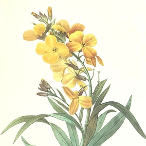 Plato de libro de arte botánico P J Redoute flor amarilla Giroflee Jaune 47 - Imagen 1 de 6