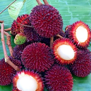 Planta Pulasan Árbol Frutal Nefelio Tropical Mutabile Alto 20 pulgadas - Imagen 1 de 13