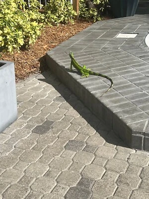 Fort Lauderdale Beach Spring Break Condominio estancia 1b/1.5b duerme 4 semana 9 ¡Fijo!!! Foto 1 de 4