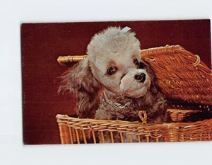 Postcard Im ready lets go! Dog In A Basket Close Up Picture - Picture 1 of 2