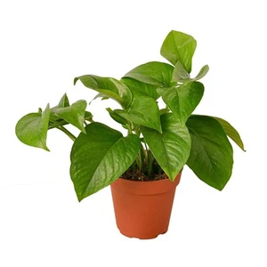 Pothos 'Green Queen'-6" Pot - Picture 1 of 6