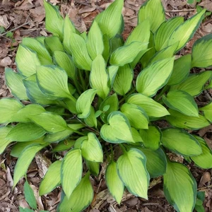 Hosta 'Guacamole' Plantain Lily-Large Hardy Variegated Perennial Plant 13cm Pot - Picture 1 of 15