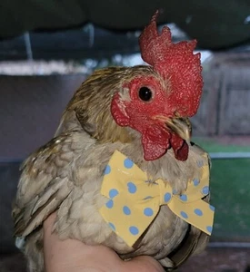 7+2 Serama Bantam Hatching Eggs 4-H Kikiriki Teacup Chicken - Picture 1 of 24