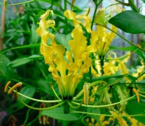 Gloriosa superba Amarillo 2 semillas en todo el mundo - Imagen 1 de 3
