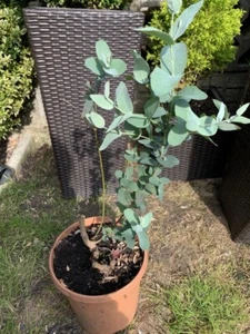 1x Eucalyptus Gunnii Cider Gum Tree - Picture 1 of 6