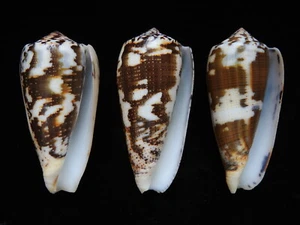 Sea Shells Conus magus 62mm ID#4710 juego de 3 carcasas - Imagen 1 de 3