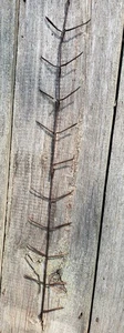 Primitive  Wire Indian Corn Cob Hanging Drying Rack 2 racks holds 18 ears.as Pic - Picture 1 of 5