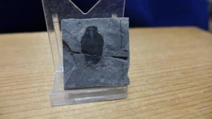 GEOLOGICAL ENTERPRISES Cambrian fossil trilobite Bathyuriscus fimbriatus Utah - Picture 1 of 5
