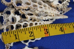 Large Sliced Seashells For DIY Seashell Ornaments Knobby Cerithiums, CS-10 - Picture 1 of 12
