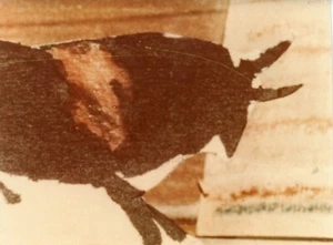 PHOTO presse exploitation du documentaire de ROSSIF Pablo PICASSO peintre 1979  - Imagen 1 de 1