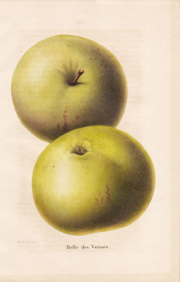 Pomme Apfel apple apples Äpfel fruit pomology Pomologie Lithographie E. Morren - Bild 1 von 1