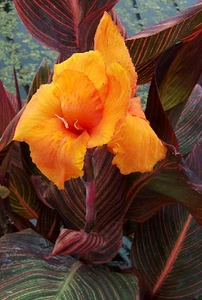 CANNA AFRICAN SUNSET Aquatic Pond lLive Plant  FREE SHIPPING !!! FREE SHIPPING - Picture 1 of 6