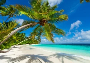 XXL Poster 100 x 70cm Palme am Strand bei Sonnenschein und blauem Himmel (S-838) - Bild 1 von 1