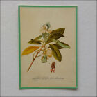 Magnolia Lauri Folia by Georg Dionysius Ehret Postcard (P346)