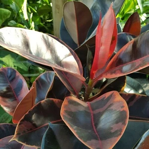 Ficus Elastica - Rubber Tree Indoor Plant in 8.5cm Pot - Mixed Varieties - Picture 1 of 8