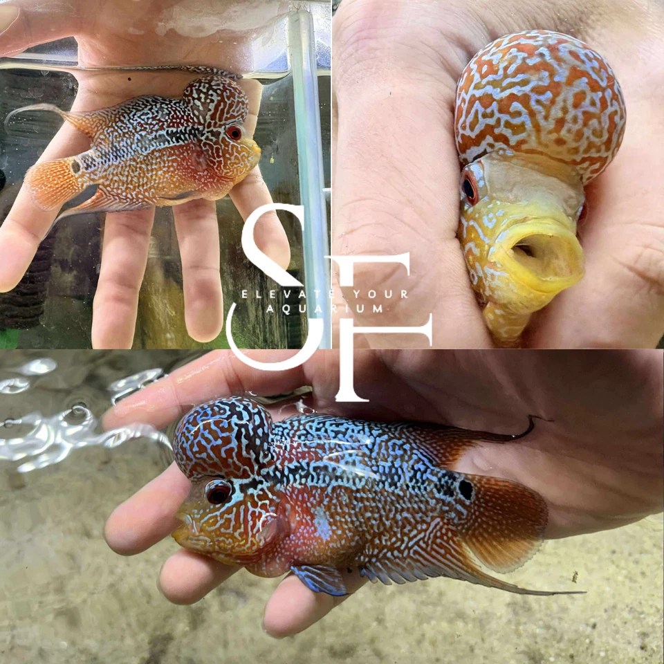 Kamfa Two Tone F2 Flowerhorn Live Fish For Aquarium - Image 1 of 1