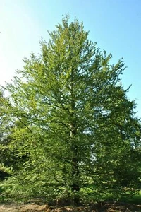 European Beech - Fagus sylvatica - 5+ seeds - Semillas - Graines - Samen W 108 - Picture 1 of 1