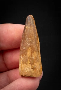  "Diente de dinosaurio Spinosaurus 1,53"" 2538" - Imagen 1 de 5