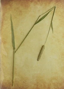 (P1) HERBARIO NATURAL - FLEUM PRATENSIS (05675) - Imagen 1 de 1