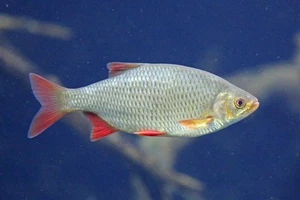 Köderfische gefroren Rotaugen Rotfedern Lauben Brassen Barsch Raubfischen 5-30Cm - Bild 1 von 6