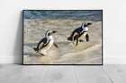 Two African Penguins Coming Out Of The Water Of The African Coast Wildlife Sea