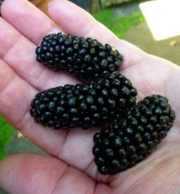BROMBEERE RIESEN LOCH NESS (100 SAMEN) BLACKBERRY GIANT - Bild 1 von 2
