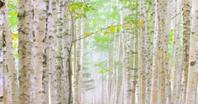 JAPANESE WHITE BIRCH 100 SEEDS BETULA PLATYPHYLLA WEEPING BRANCHES - Image 1 of 4