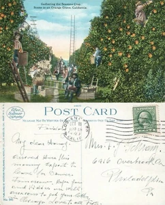 POSTAL ANTIGUA NARANJA ARBOLEDA CA 1920 - Imagen 1 de 1