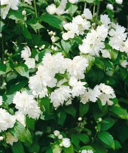 Philadelphus 'Schneesturm', Duftjasmin, weiß, ca. 9 cm Topf - Bild 1 von 4
