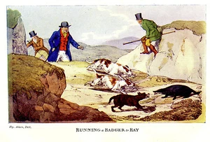 BADGER CAZA SANGRE DEPORTE, CORRER UN TEJÓN A BAY, PERROS SABUESO IMPRESIÓN ALKEN 1903 - Imagen 1 de 1