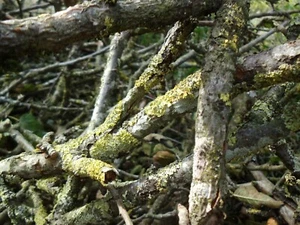 Zweige, Apfelbaum, Äste, 100% Bio,3 kg, BIO, Vögel, Hamster, knabbern - Bild 1 von 6