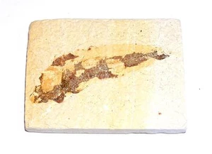 PESCE FOSSILE Green River Formation Wyoming 50 milioni di anni fa - Foto 1 di 1