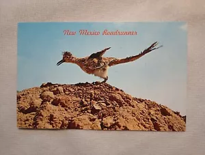 ROADRUNNER State Bird of New Mexico DE COLECCIÓN POSTAL Baxter Lane Co. Sin publicar - Imagen 1 de 5