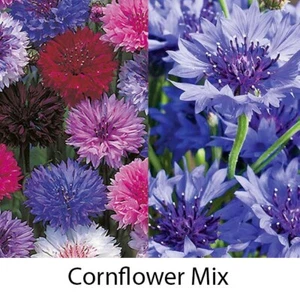 6 X Cornflower Mix Flower Plug Plants. 'Polka Dot' 'Blue Diadem' - Picture 1 of 5
