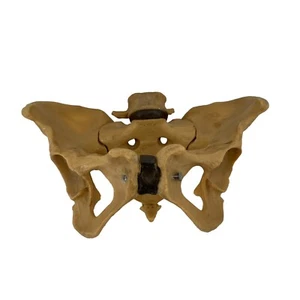 Human Pelvis Skeleton Model Educational Teaching Scientific Plastic Made in UK - Picture 1 of 11