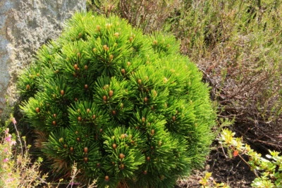 Pinus heldreichii (leucodermis) 'Smidtii' - Bosnian Pine *Live Plant - Image 1 of 3